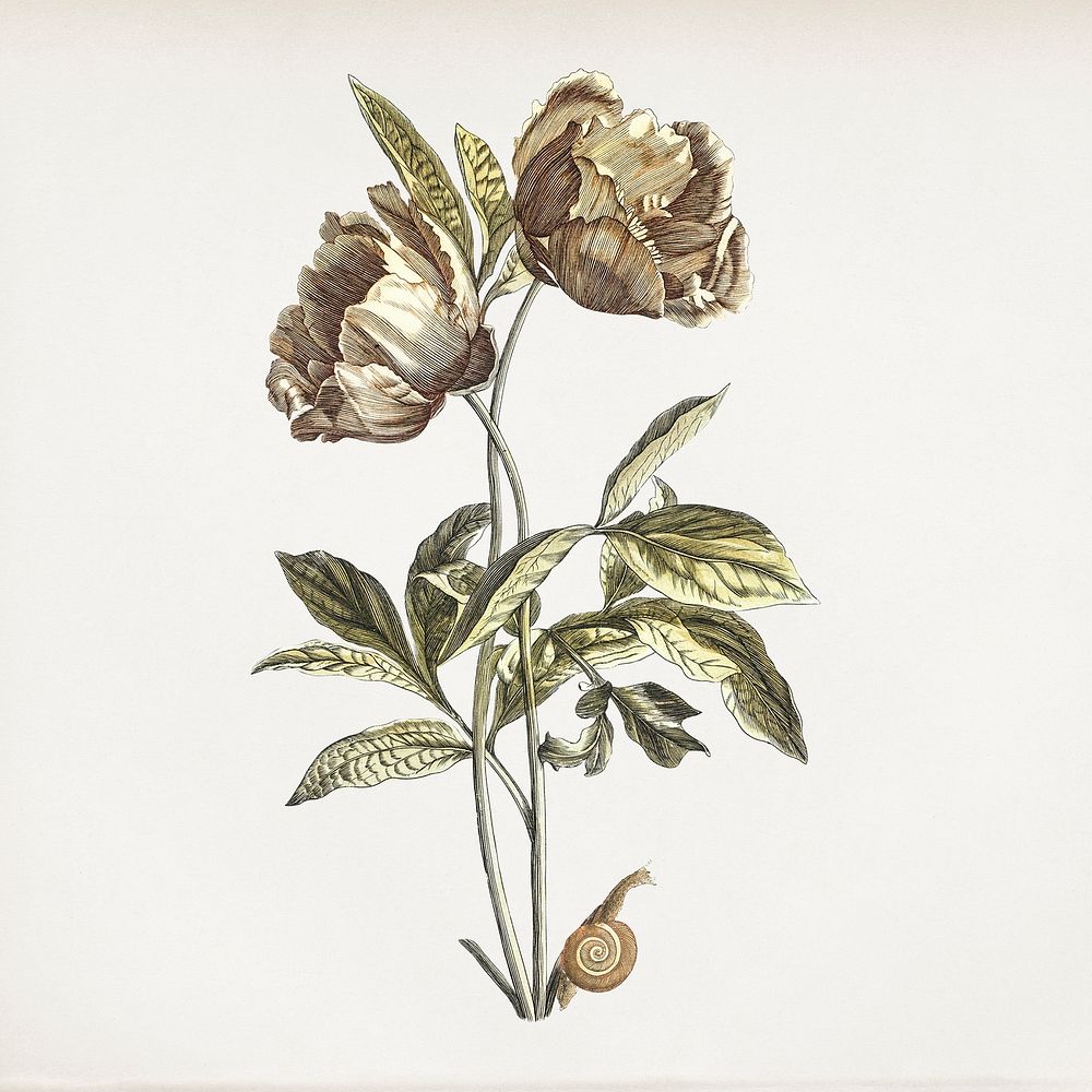 Flower vintage illustration 