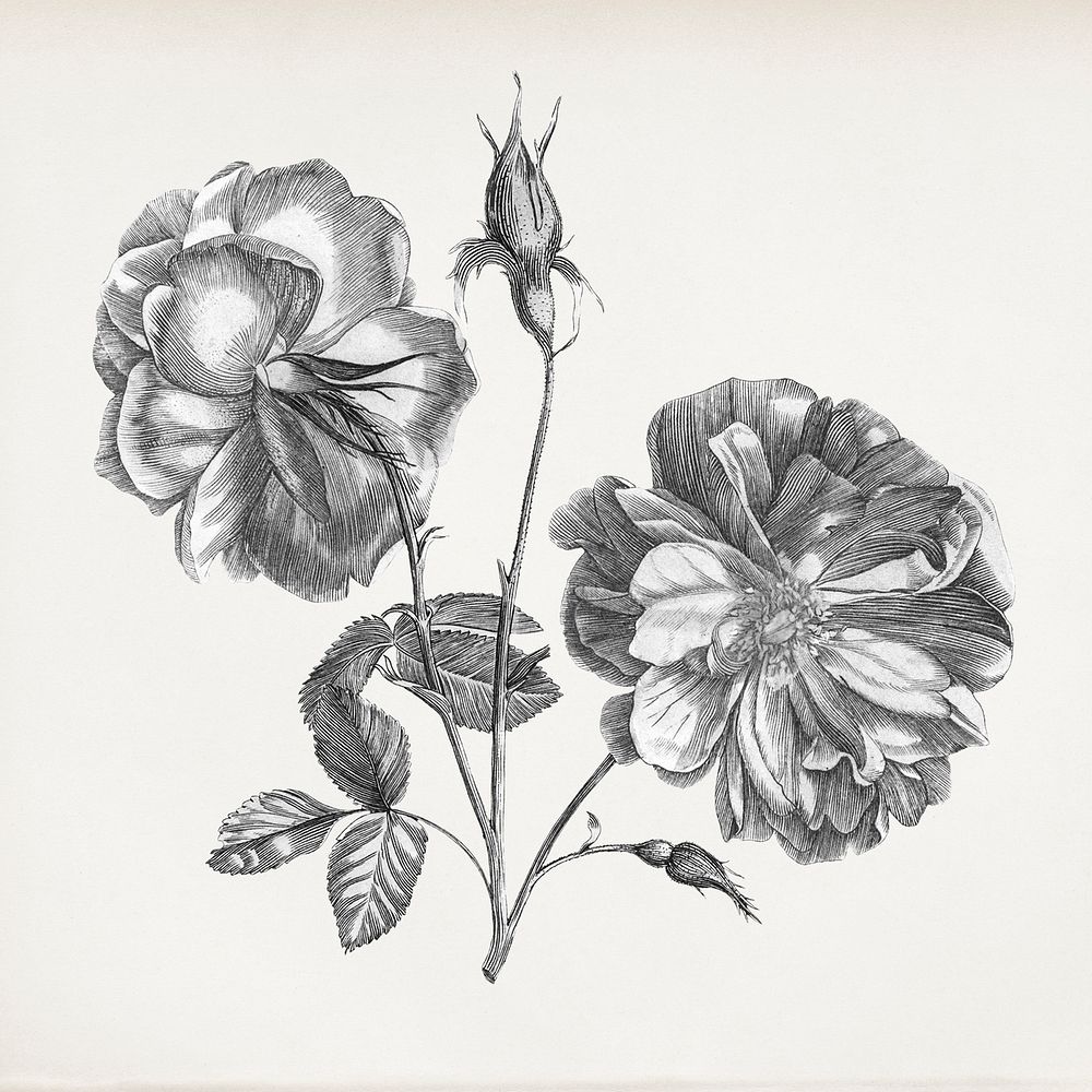 Vintage Camellia flower illustration, black and white drawing 