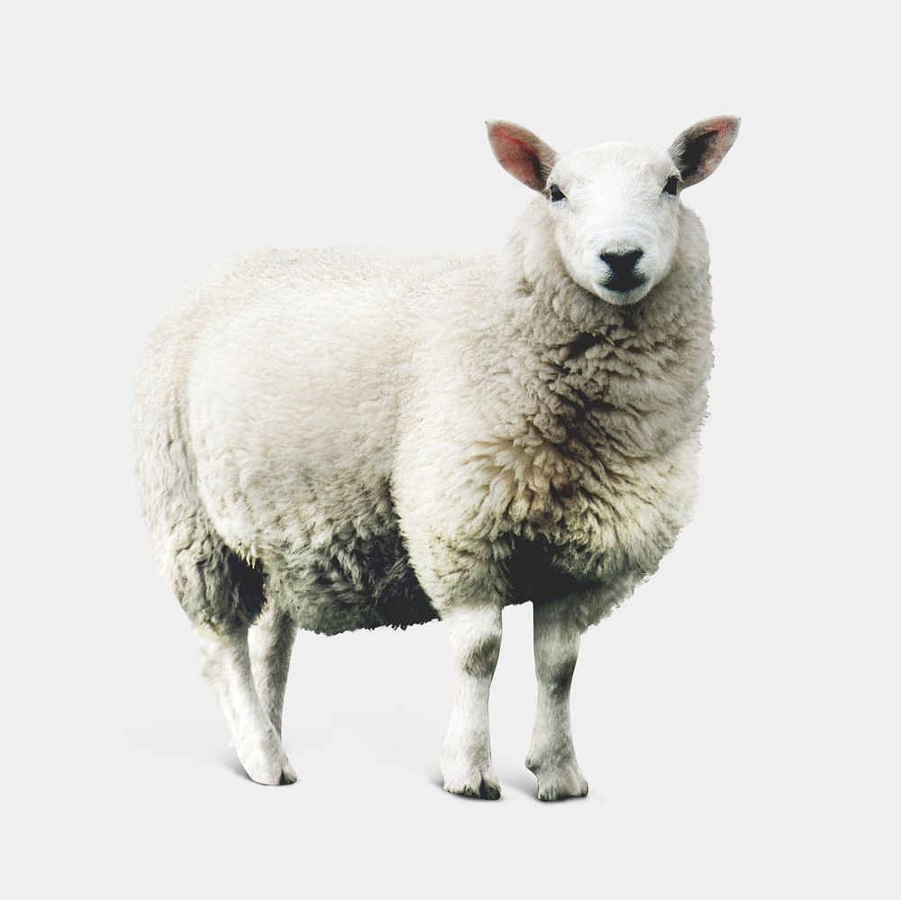 Sheep isolated on white, real animal design