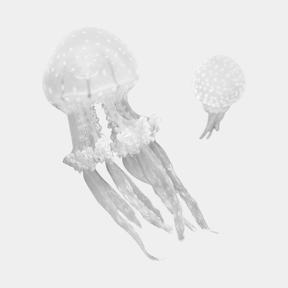 White jellyfish isolated on white, real animal design
