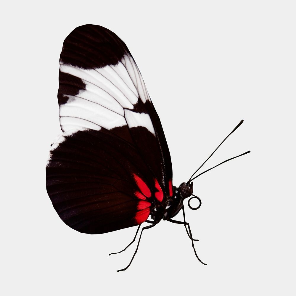 Black butterfly isolated on white, real animal design