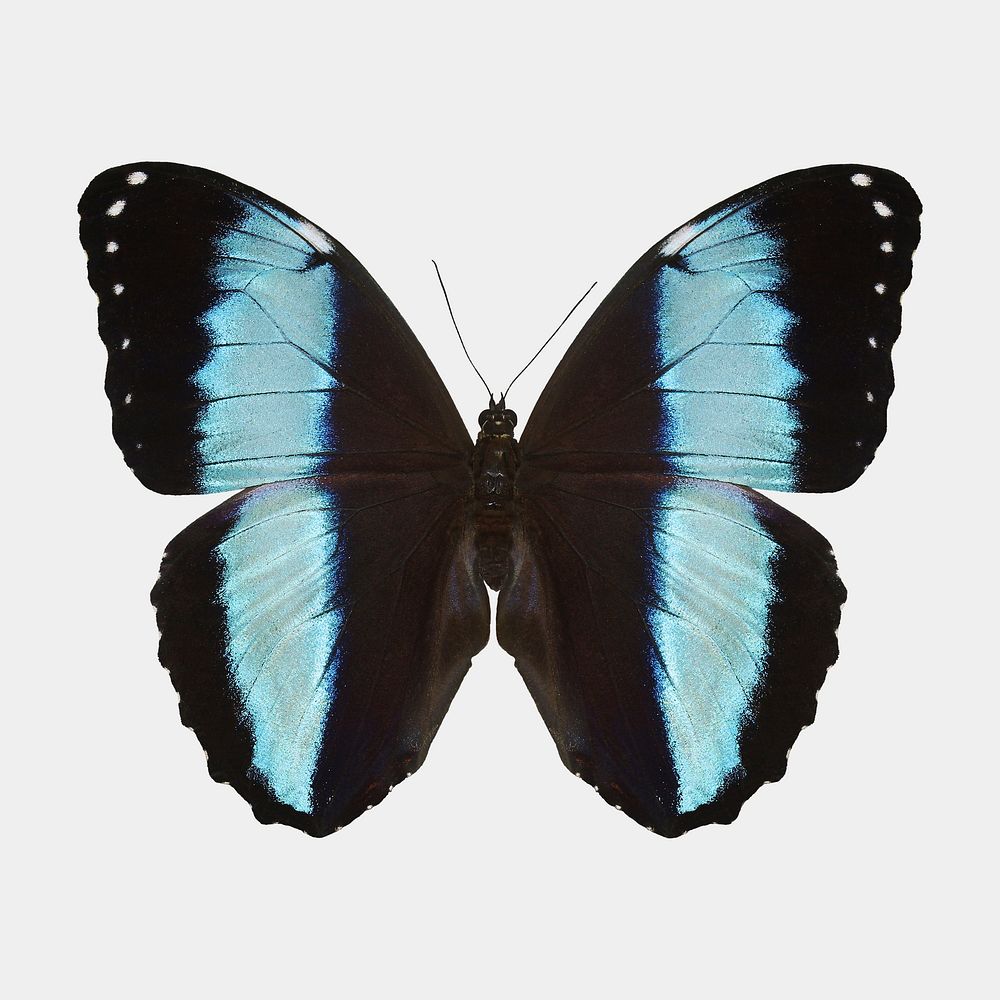 Blue butterfly isolated on white, real animal design