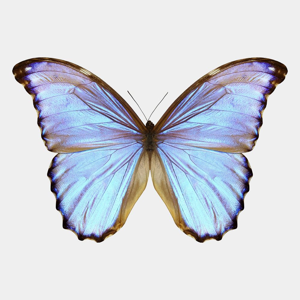 Aesthetic butterfly isolated on white, real animal design
