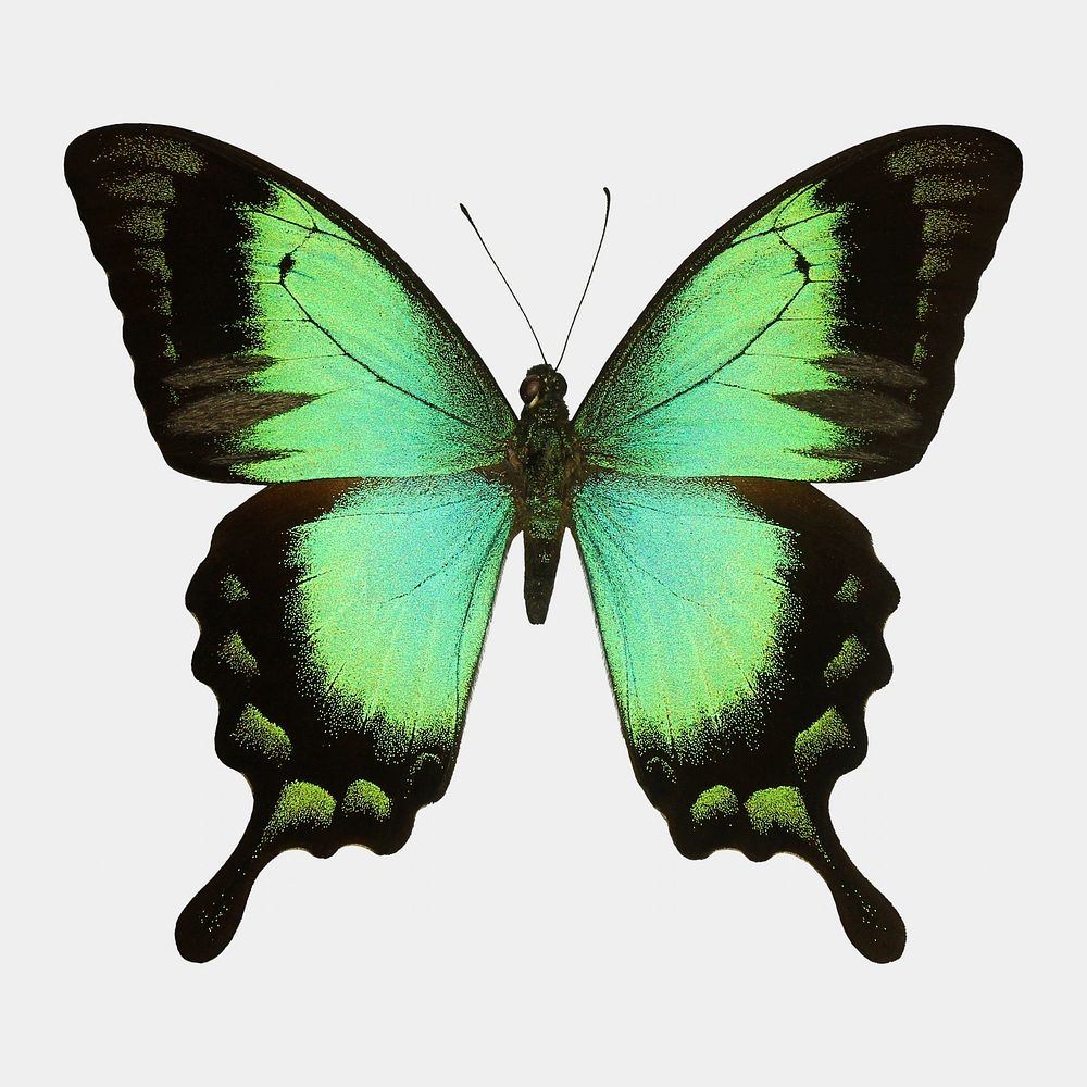 Green butterfly isolated on white, real animal design