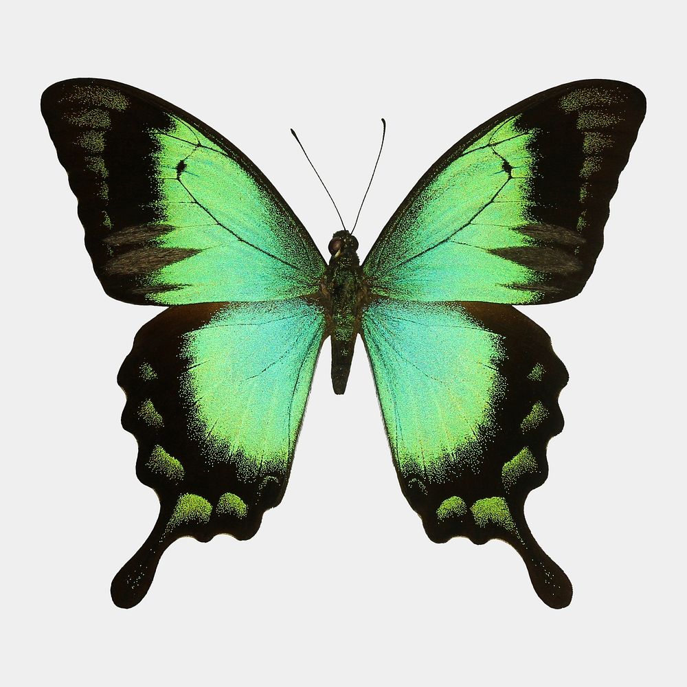 Butterfly cut out, animal design psd