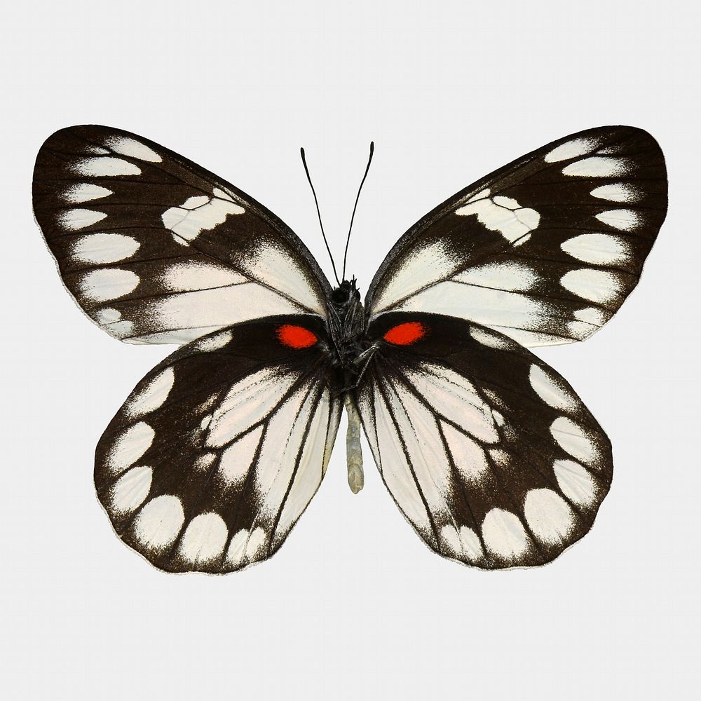 Butterfly isolated on white, real animal design