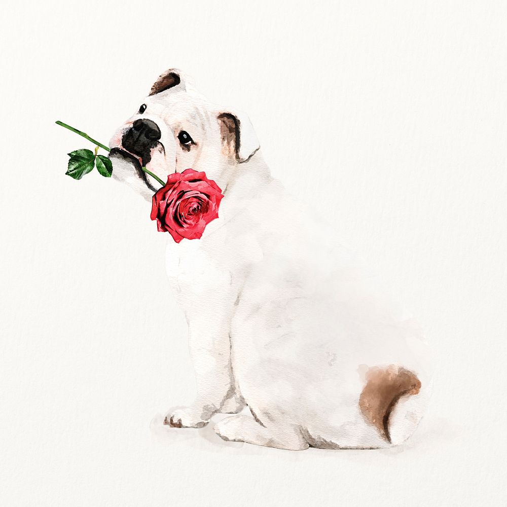 English bulldog illustration with rose in his mouth, cute pet painting