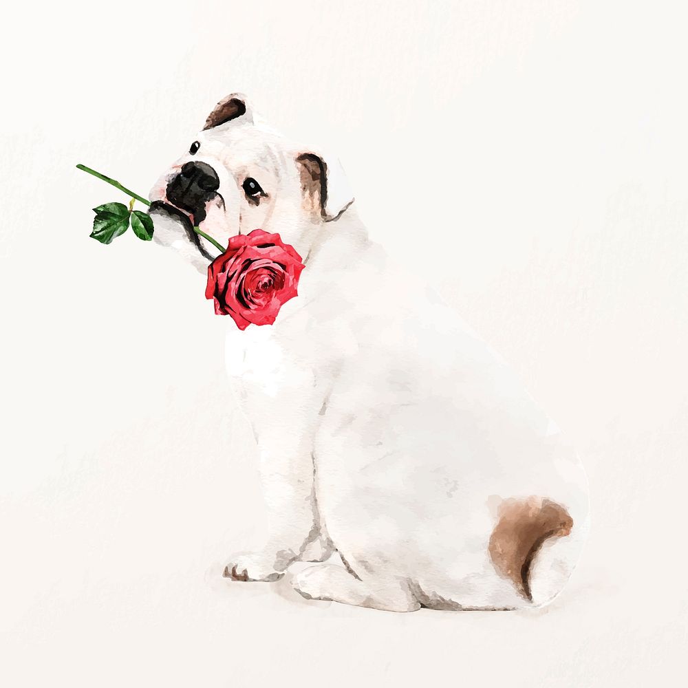English bulldog illustration vector with rose in his mouth, cute pet painting