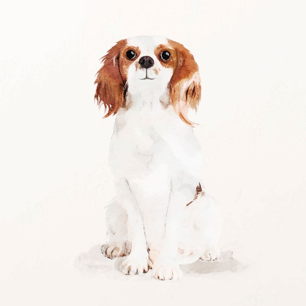 Cavalier King Charles Spaniel dog illustration vector, cute pet painting 