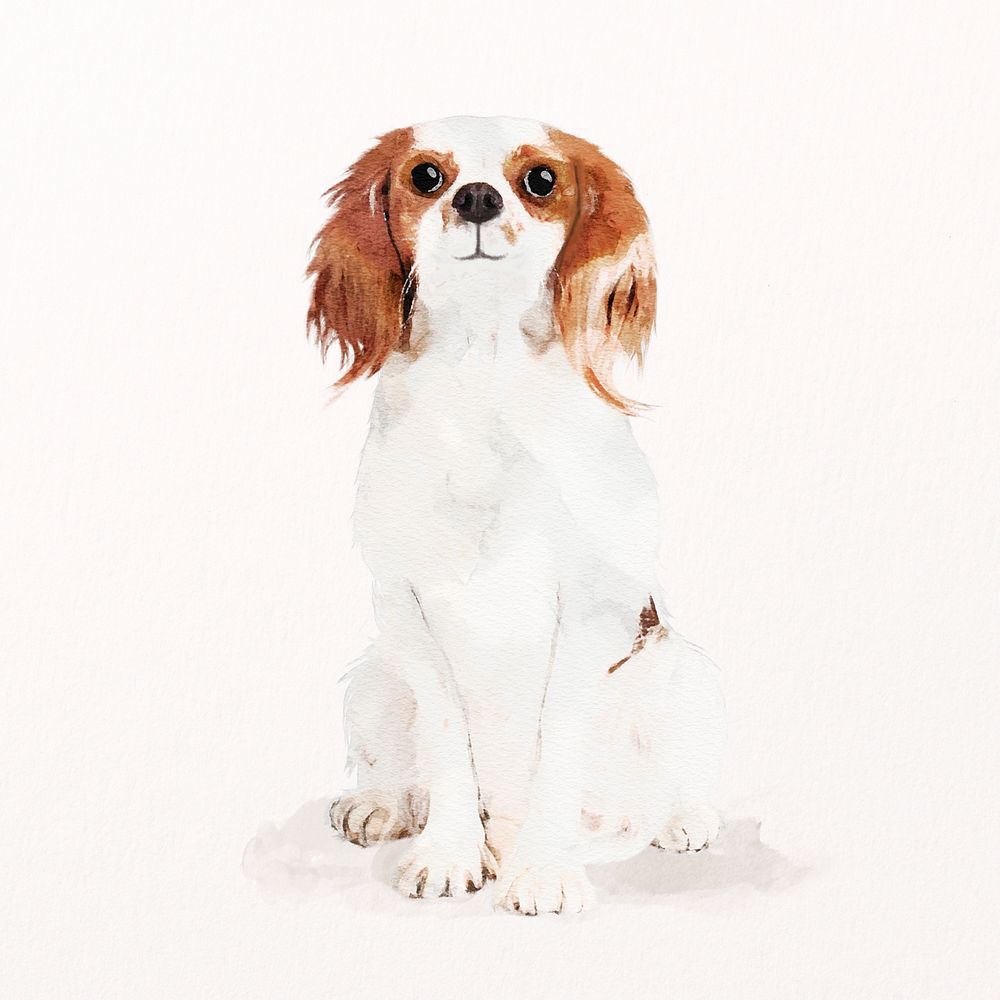 Cavalier King Charles Spaniel dog illustration psd, cute pet portrait