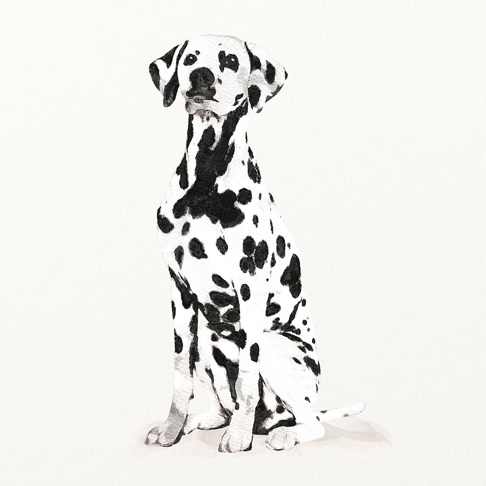 Watercolor Dalmatian dog illustration, cute pet painting 