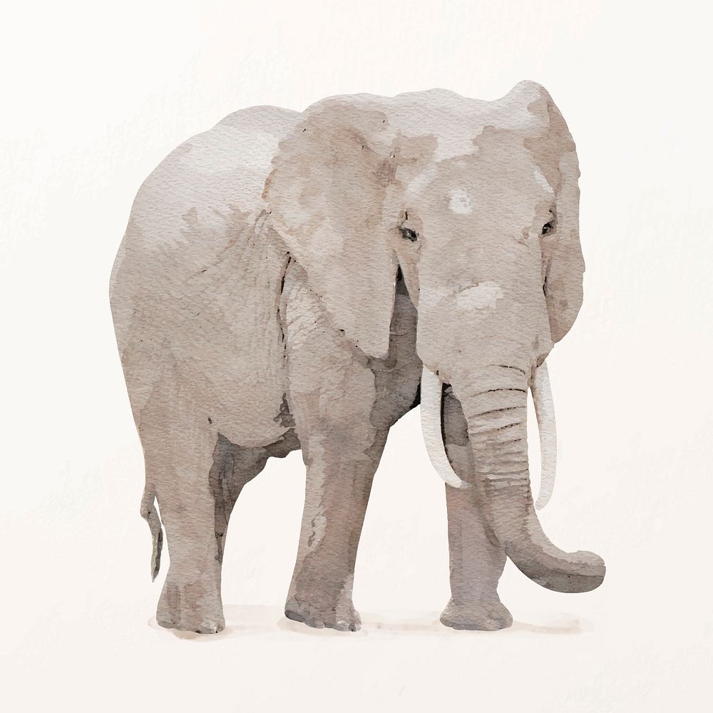 Watercolor elephant illustration vector, animal painting