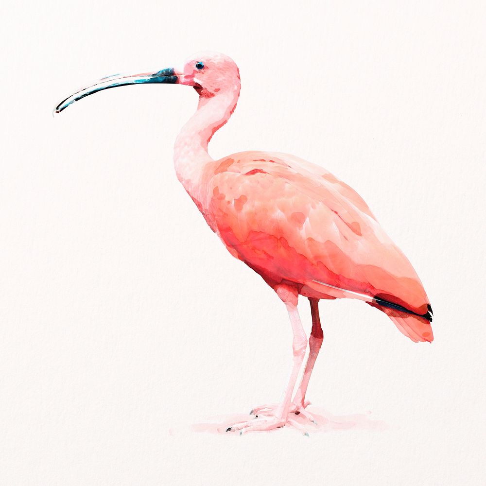 Scarlet ibis bird illustration psd in watercolor, animal painting