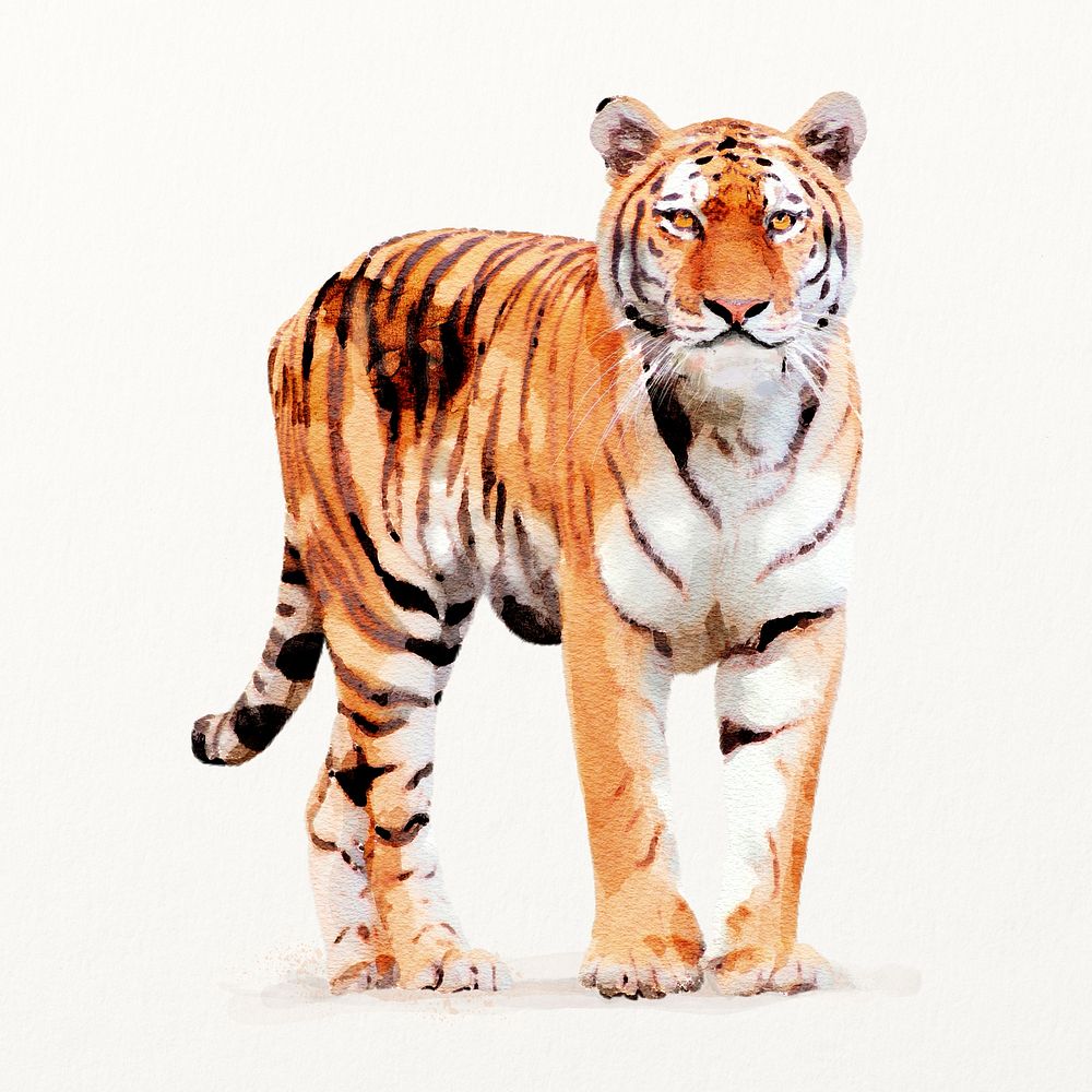 Watercolor tiger illustration, animal drawing 