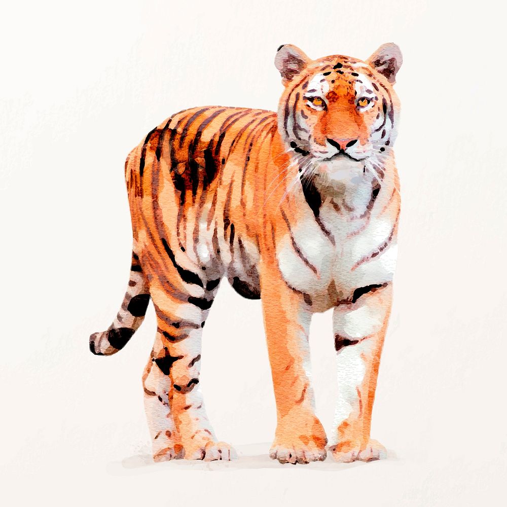 Watercolor tiger illustration vector, animal painting