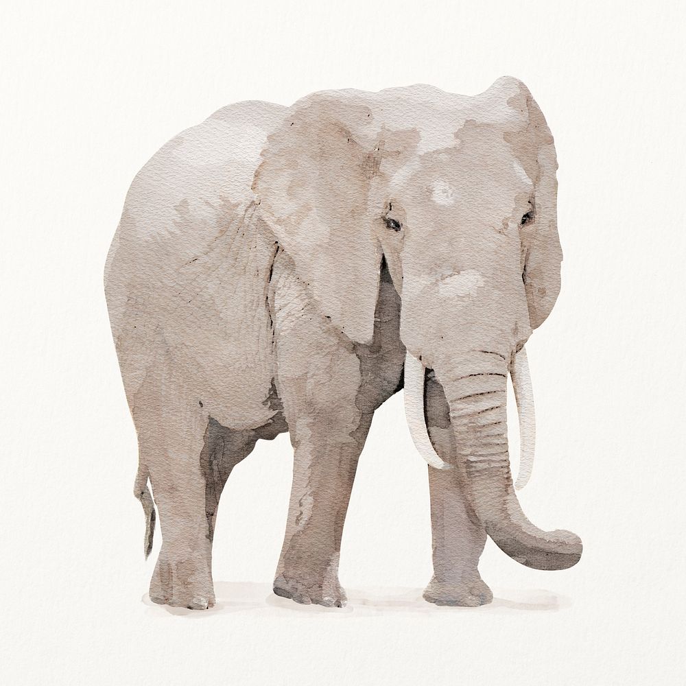Watercolor elephant illustration, animal drawing 