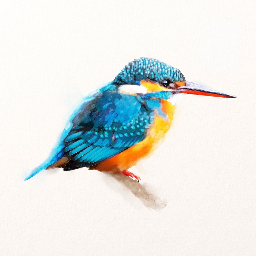 Kingfisher bird illustration in watercolor, animal drawing 