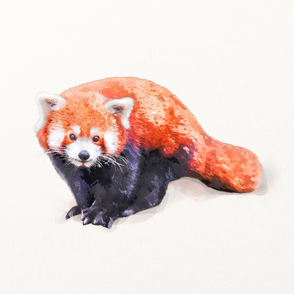 Red panda illustration in watercolor, animal drawing 