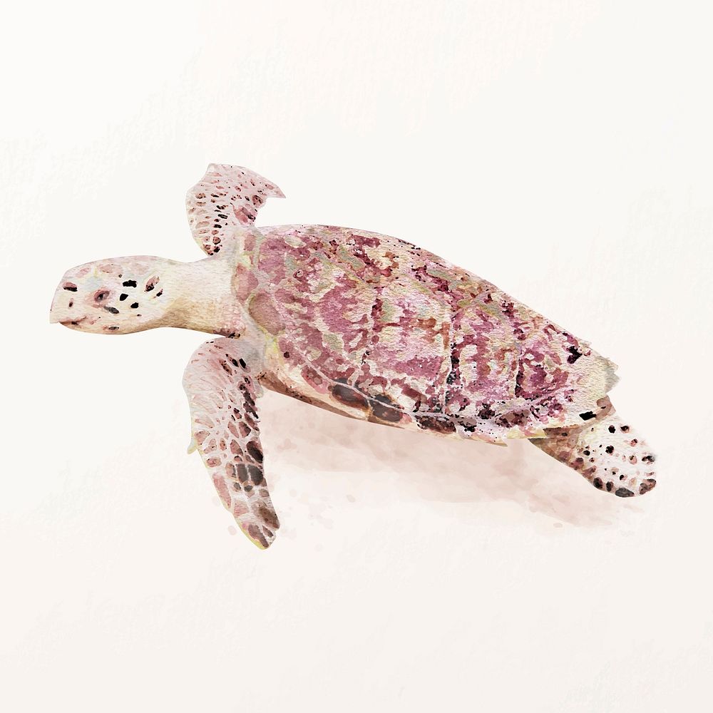Turtle illustration vector in watercolor, animal drawing