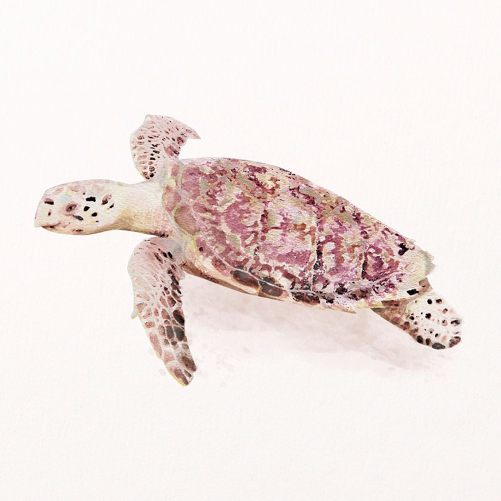 Turtle illustration psd in watercolor, animal drawing 