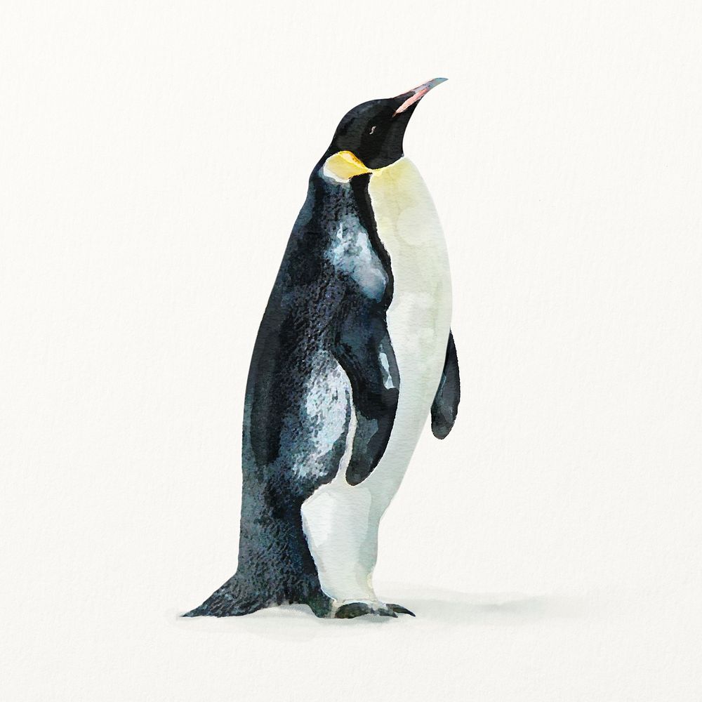 Watercolor penguin illustration
