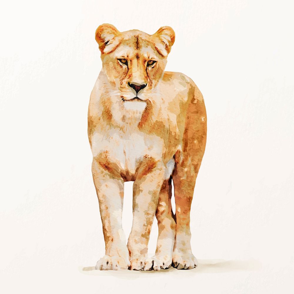 Watercolor lioness illustration vector, animal drawing