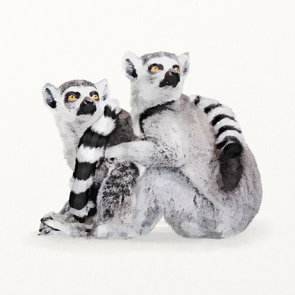 Watercolor lemur illustration, animal painting