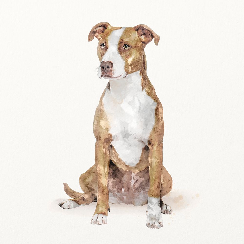 Pitbull terrier dog illustration, cute pet painting