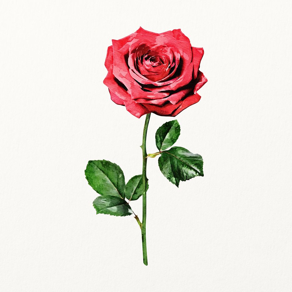 Red rose flower illustration in watercolor