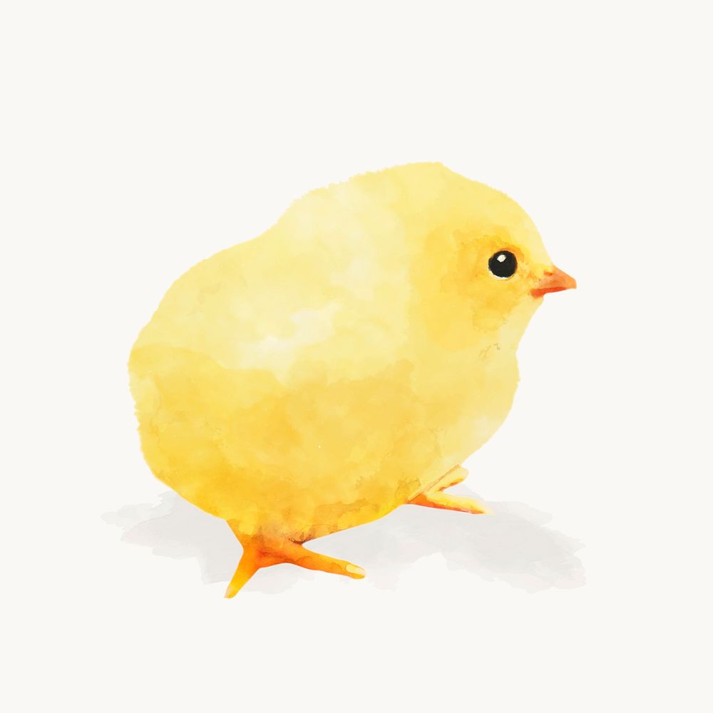 Chick watercolor illustration, animal design vector