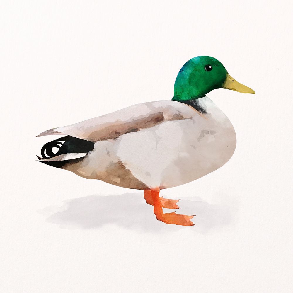 Wild duck watercolor illustration, bird design psd