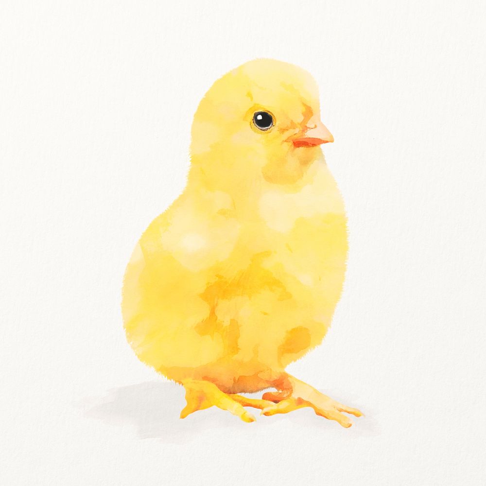 Chick watercolor illustration, cute animal design