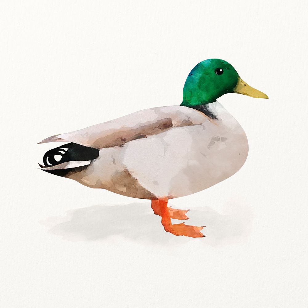 Mallard duck watercolor illustration, cute animal design
