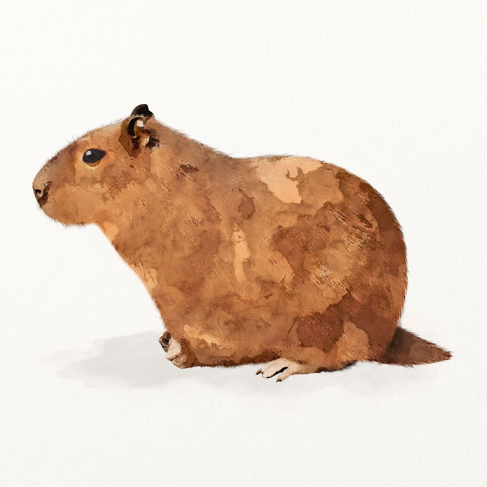 Rodent watercolor illustration, cute Capybara