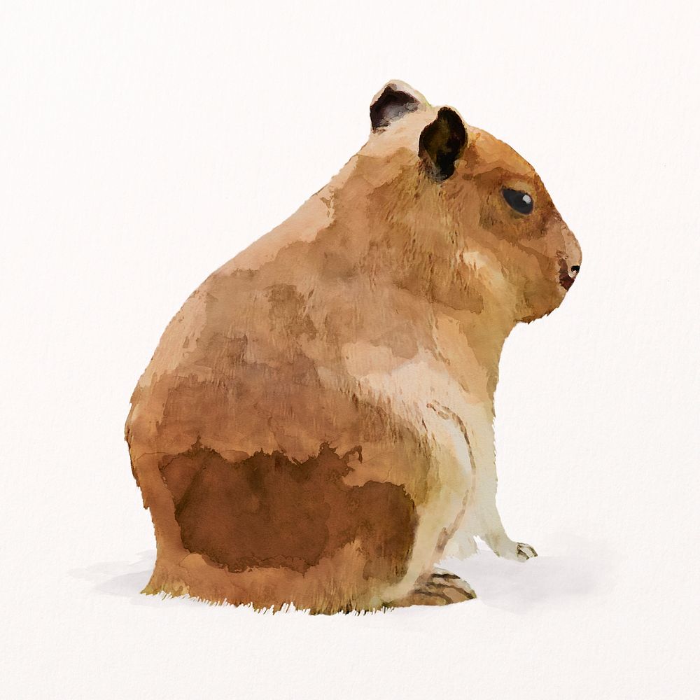 Cute capybara watercolor illustration, animal design psd
