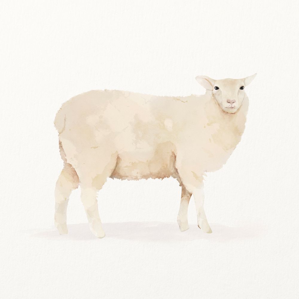 Sheep watercolor illustration, cute animal design