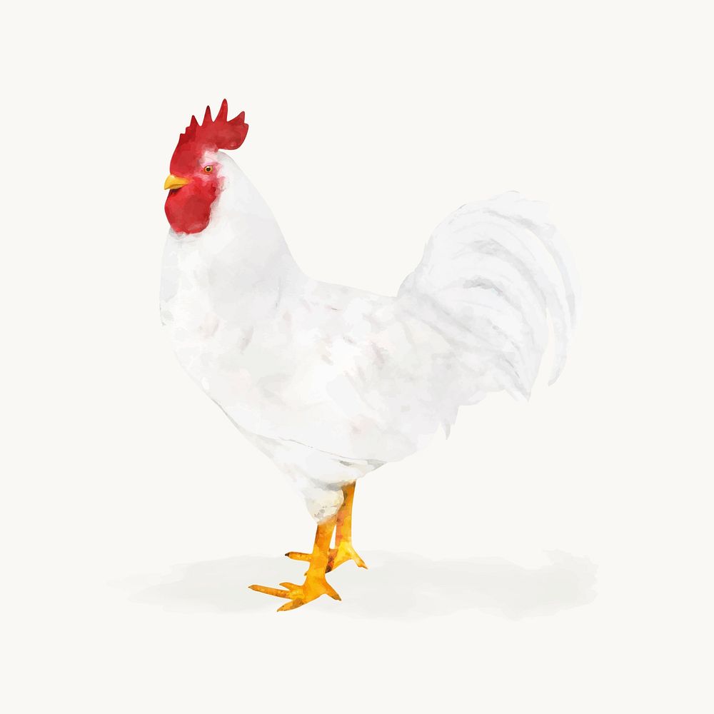 Chicken watercolor illustration, animal design vector