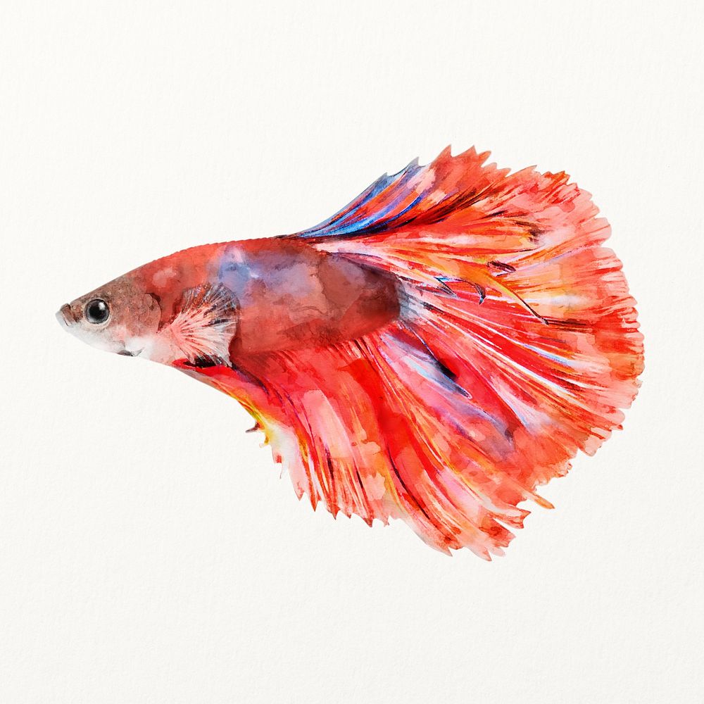 Betta fish watercolor illustration, cute animal design