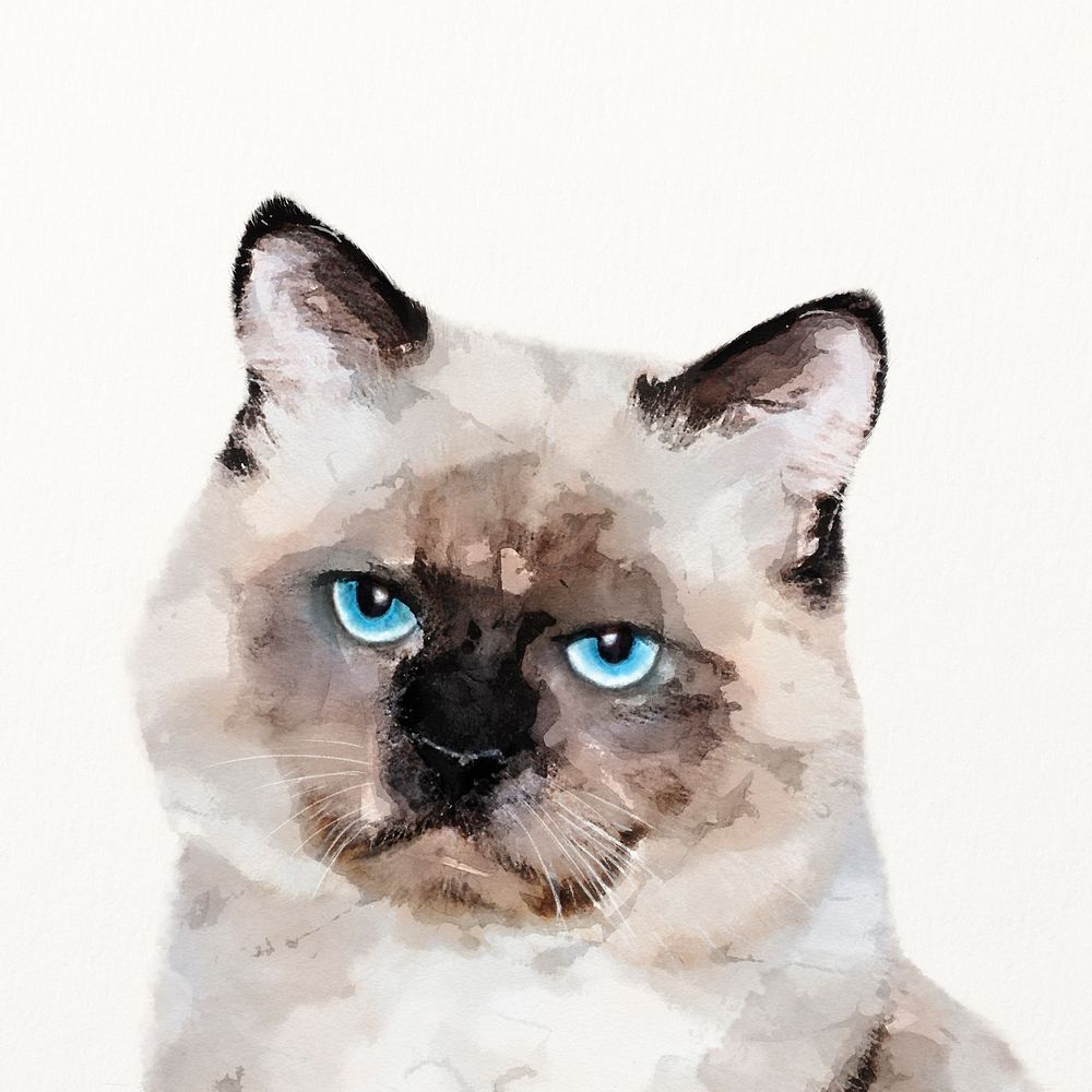 Grumpy Ragdoll cat watercolor illustration, cute animal design