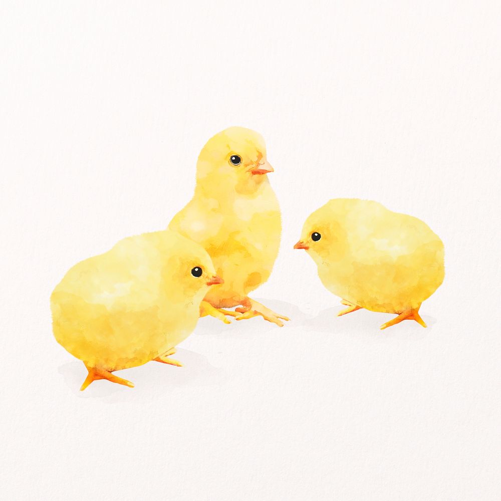 Chicks watercolor illustration, cute farm design psd