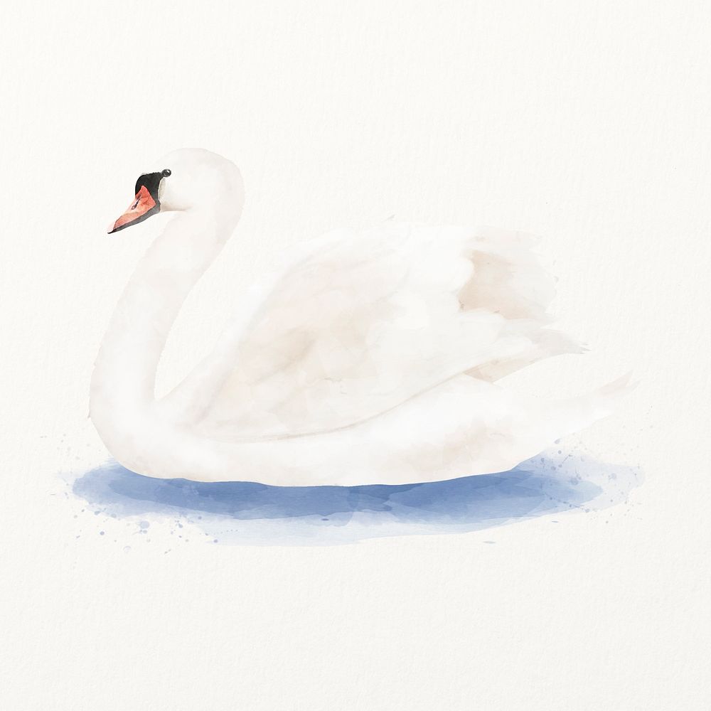 Mute swan watercolor illustration, cute animal design