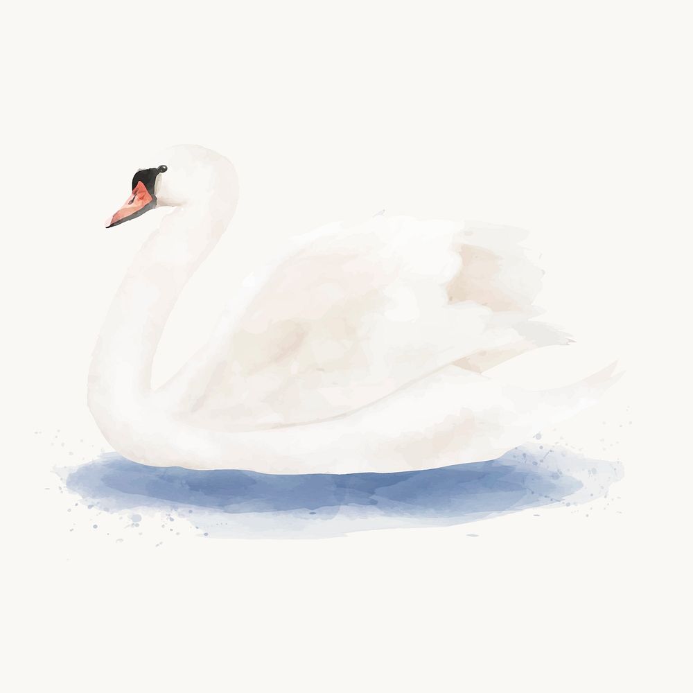Swan  watercolor illustration, animal design vector