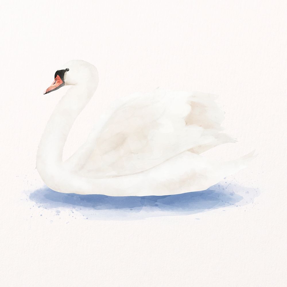 White swan watercolor illustration, bird design psd
