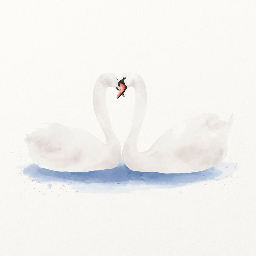 Swans watercolor illustration, cute animal design