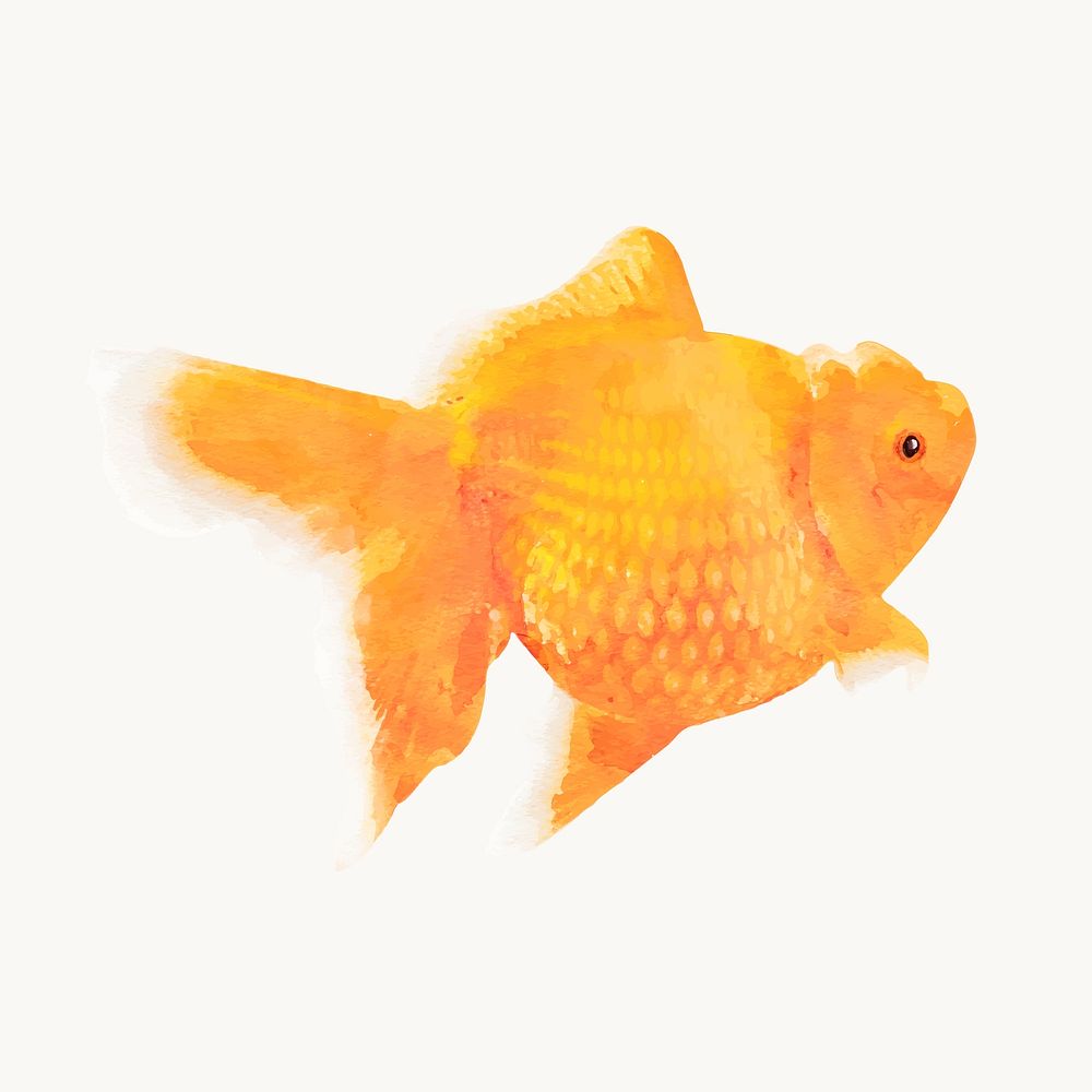Watercolor gold fish illustration, animal design vector