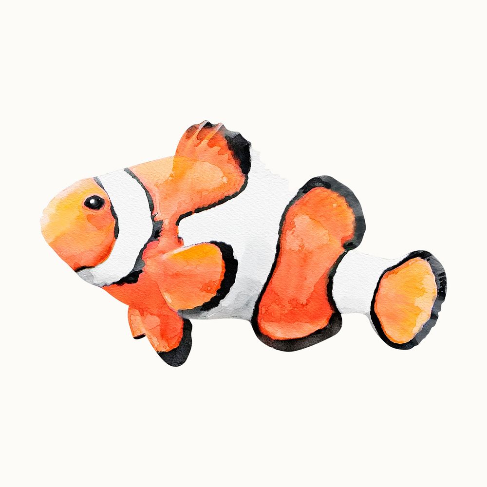 Anemone fish illustration, fish watercolor design