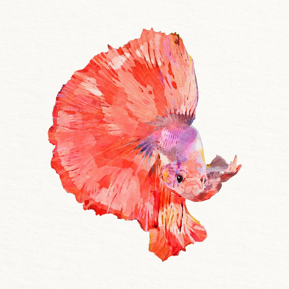 Betta fish illustration, animal watercolor design
