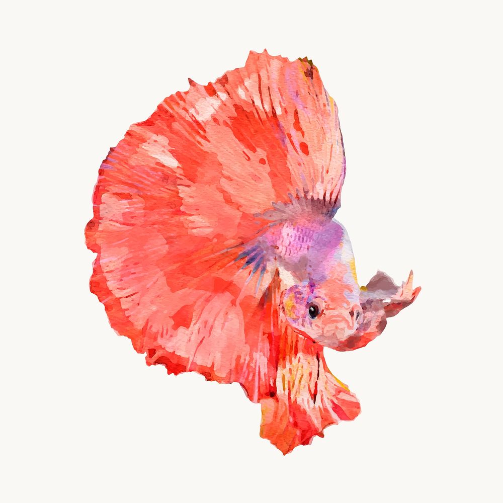 Watercolor Betta fish illustration, animal design vector