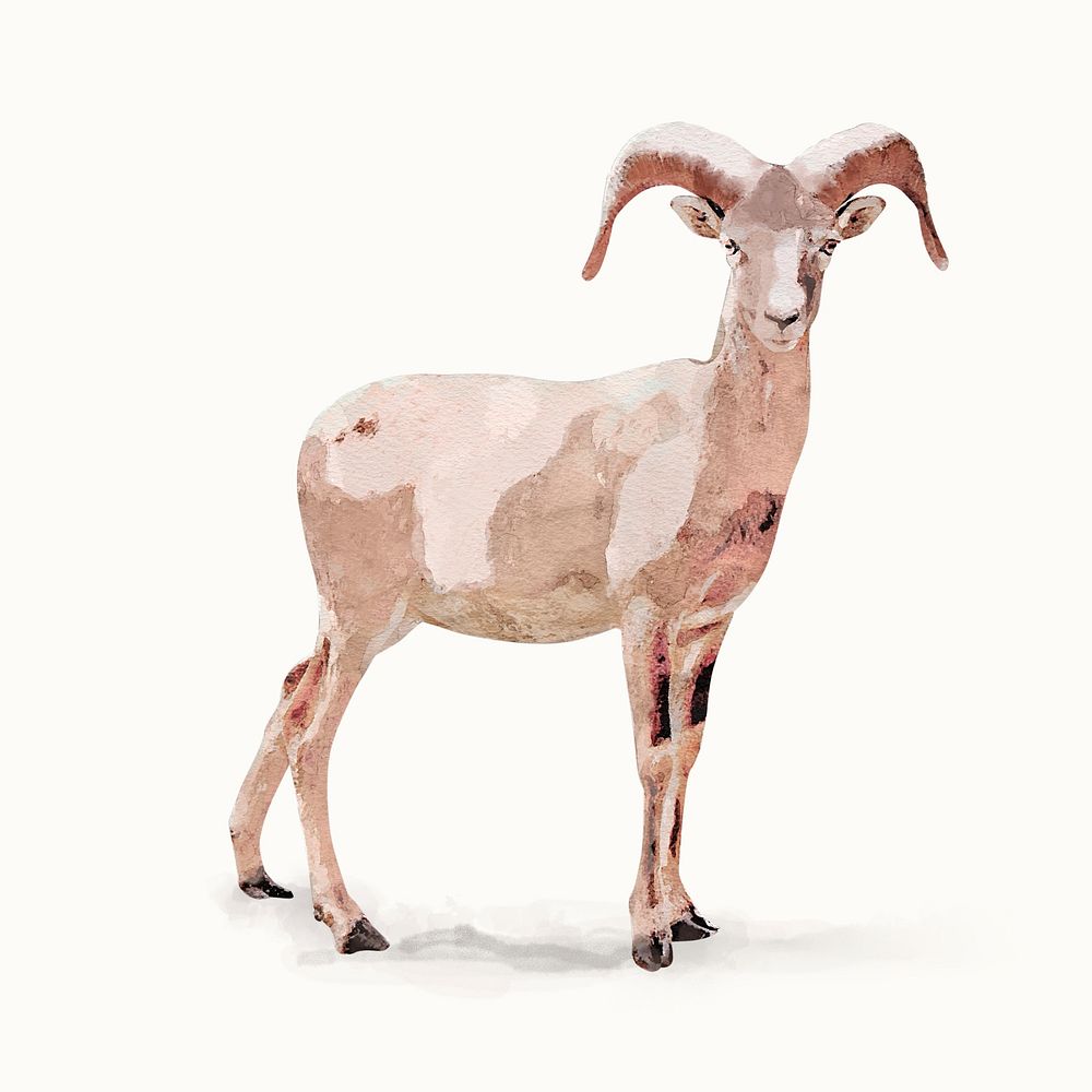 Mountain goat illustration, animal watercolor design