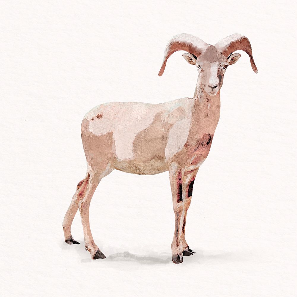 Mountain goat watercolor illustration, animal design psd